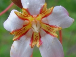 Strophanthus luteolus flower